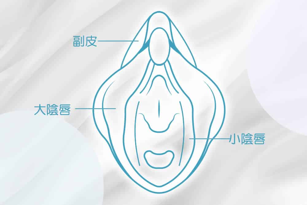 大陰唇の図解