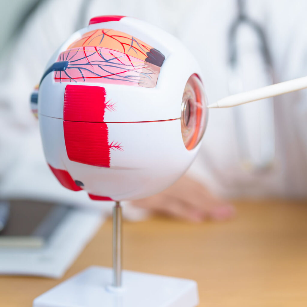 目元の血管や神経について説明している医師